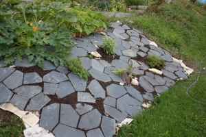 Heat loving herbs. The stone tiles will block weeds and absorb heat. 